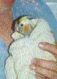 My parrot Kesha after shave
