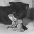 Will play in cat&mouse?!