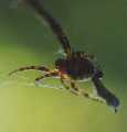 Netmaker(Spider)